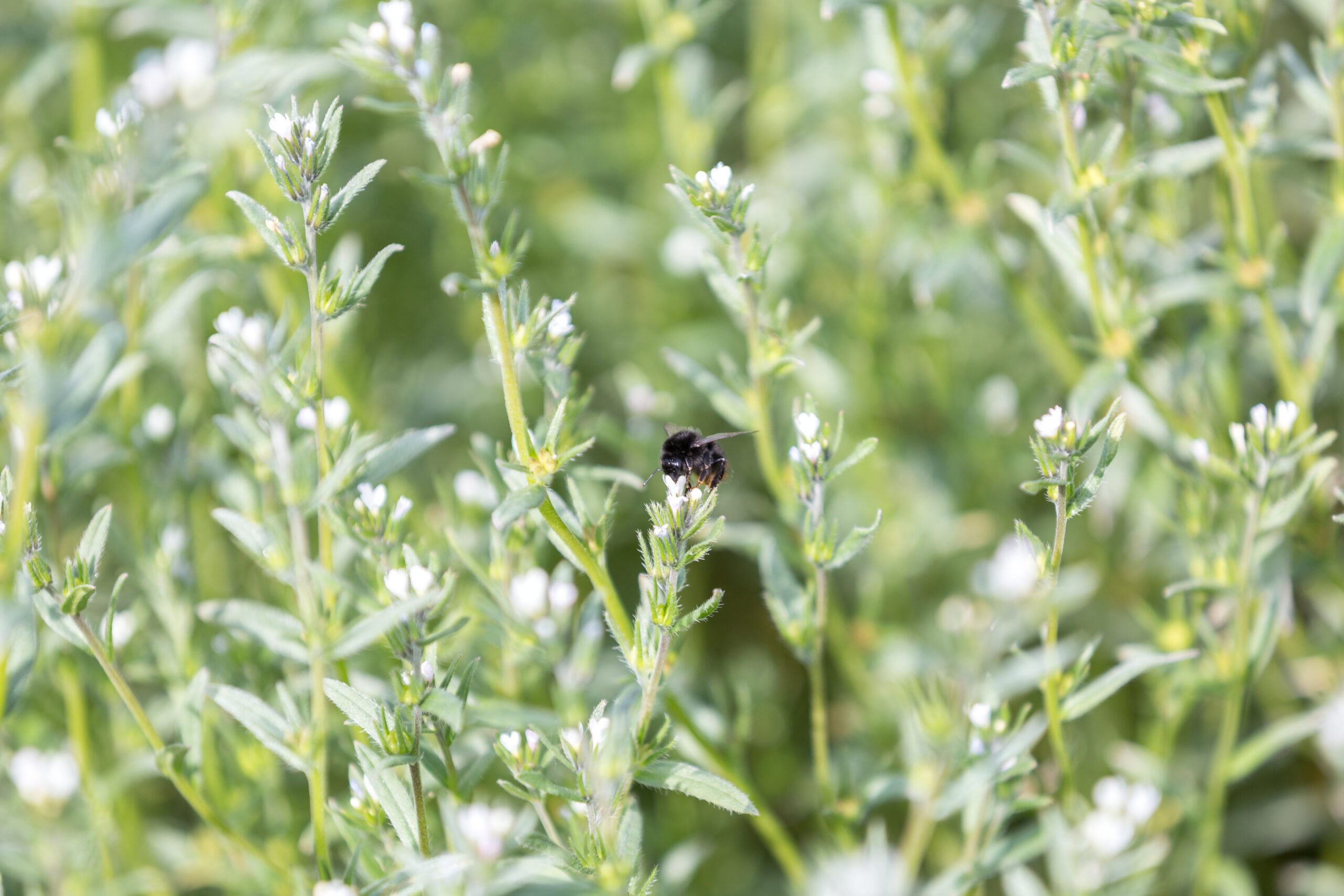 Closeup of a field of flowering plants
