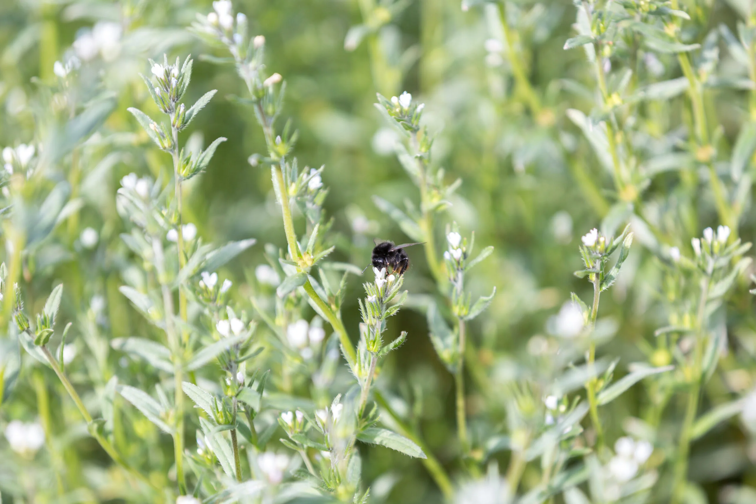 Closeup of a field of flowering plants